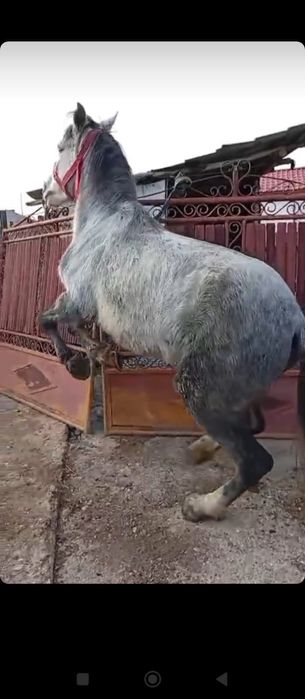 Vând poneiță de 3 pe 4 ani