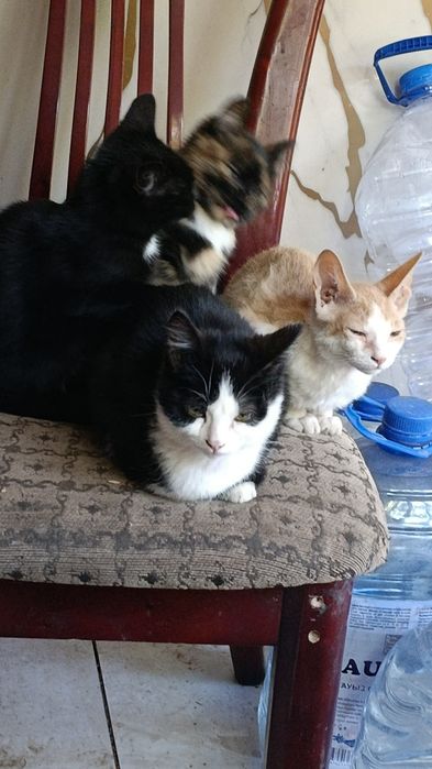 Котята потомки породы Сфинкс