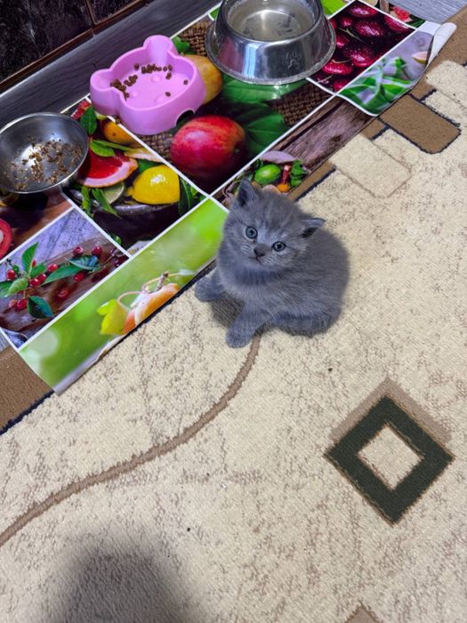 Продаются котята скотишь фолд, шиншила