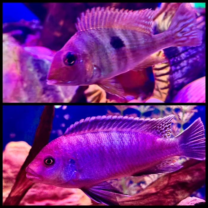 Аквариумные рыбки. Мирные, Хищные