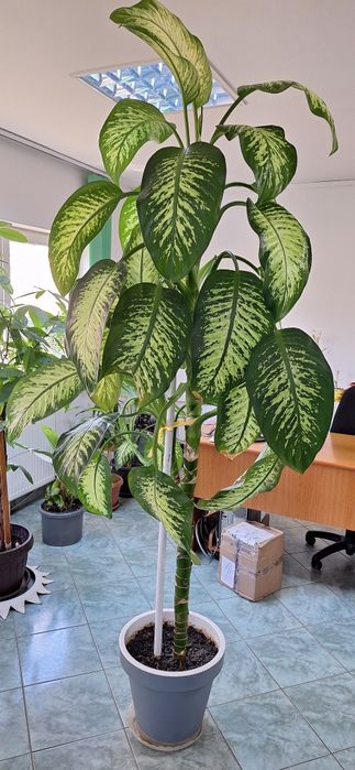Floare de interior DIEFFENBACHIA 3 m innaltime