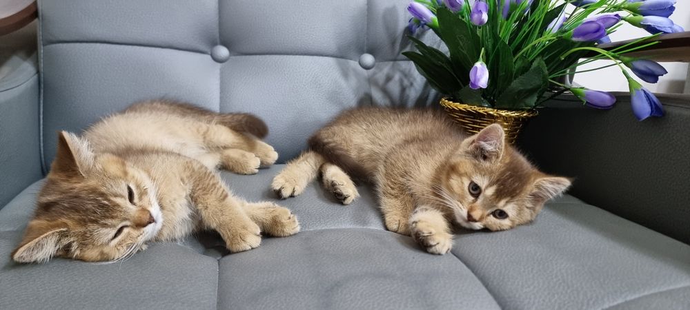 Продается чистокровные британская золатая шиншилла