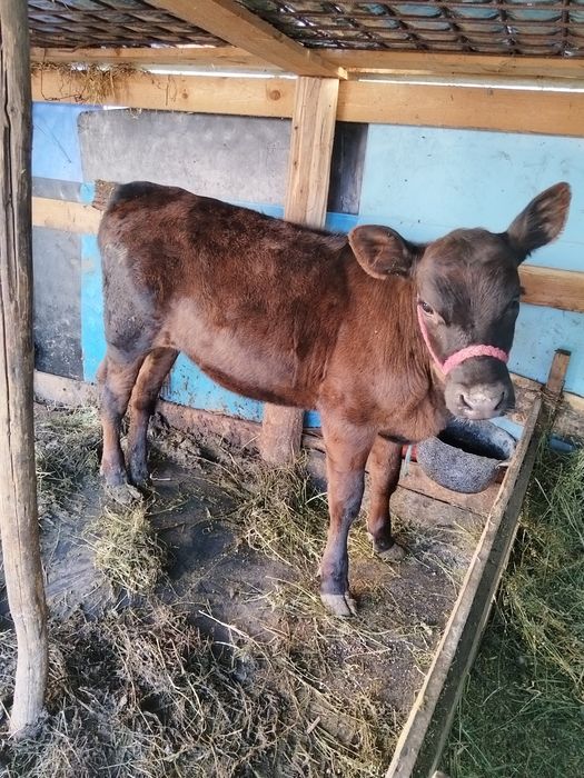 Vitica angus de 5 luni