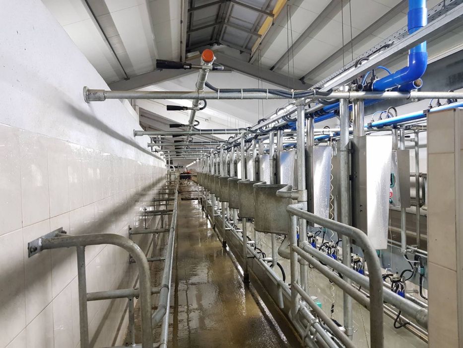 Доилна зала за крави