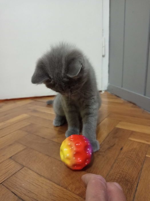 Британска късокосместа