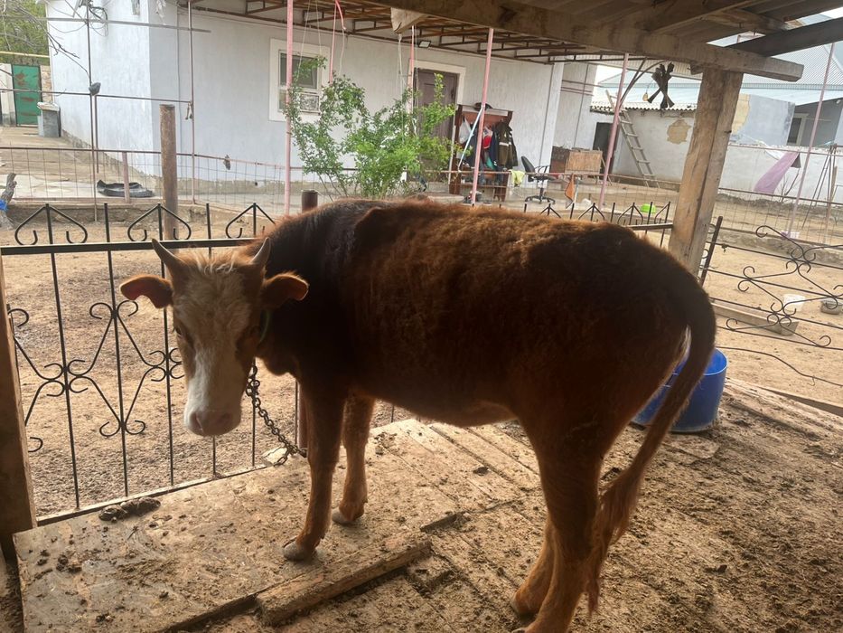 Баспақтар бар жастан өткен