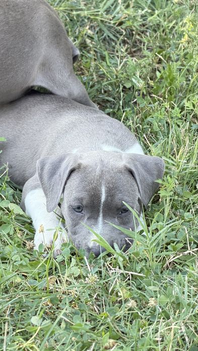 American bully xl