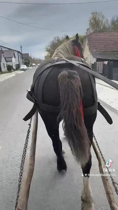Cal de vânzare în vârstele de patru ani