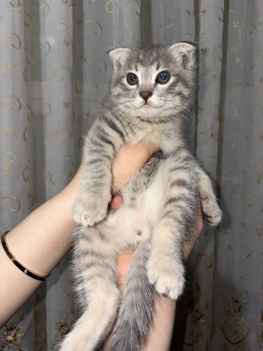 Зотли мушукча сотилади Скоттш фолд