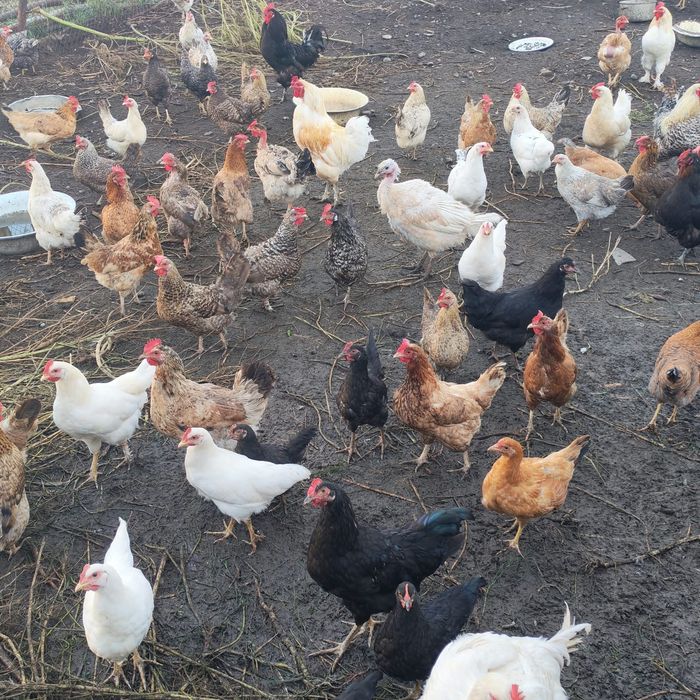 Продам кур домашних