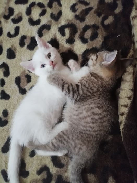 Отдам котят в добрые руки