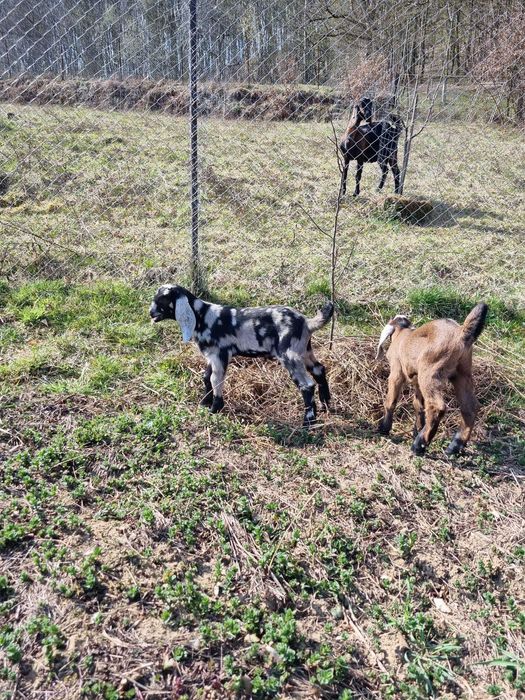 Țapi Anglo Nubian cu certificat de origine