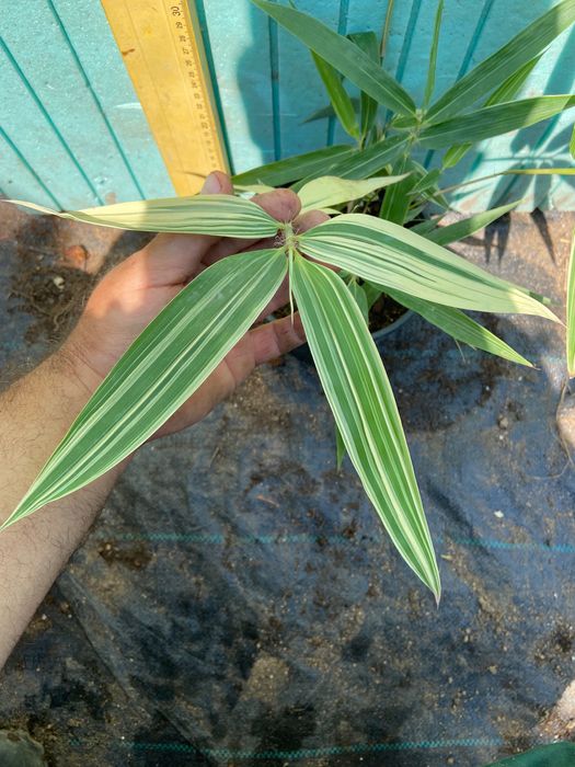 Бамбук различни видове, декоративни, бързорастящи, жив плет, ограда