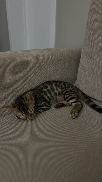 Бенгальский котенок, 2 месяца