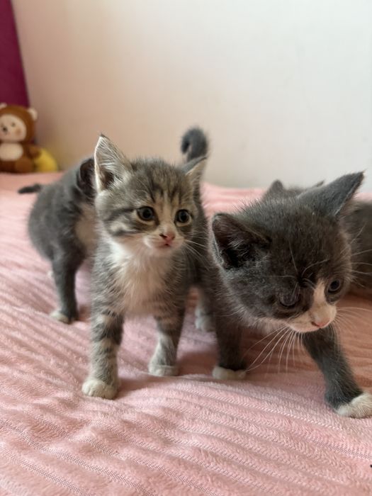 котенок котята в добрые руки