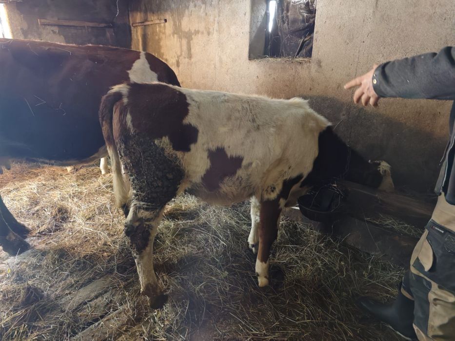 Vand vitelusa baltata românească!