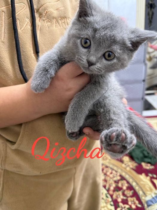 Britan mushukcha sotiladi