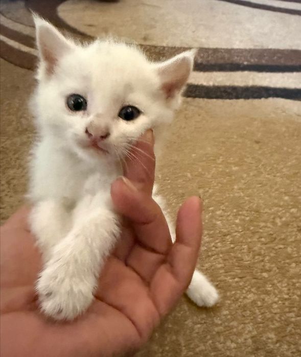 Ласковые,добрые игривые котята