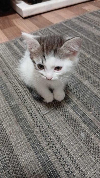 кошки и домашние  коты!