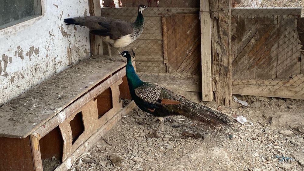 Павлин  сатылады