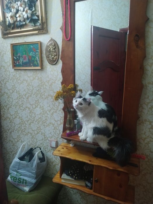 Отдам кота в хорошие руки