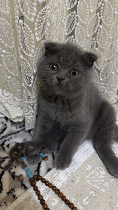 Фолд и страйт девочка и мальчик