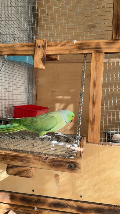 Попугай индийский кольчатый ( ожереловые)