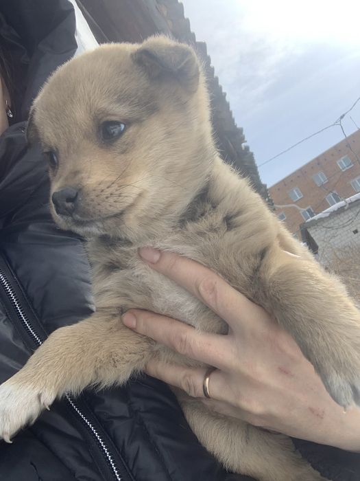 Щенок в добрые руки