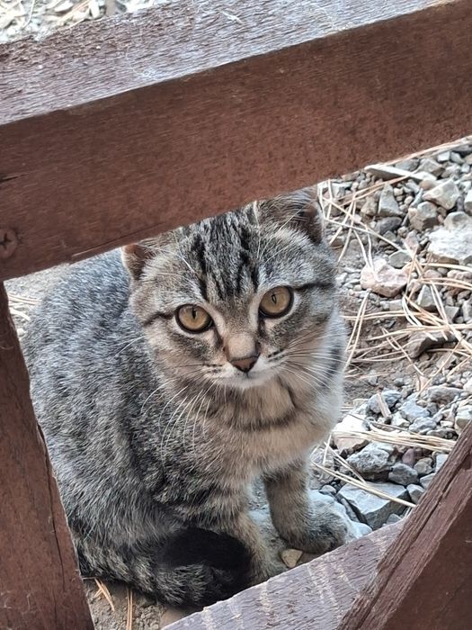 Отдам котят бесплатно