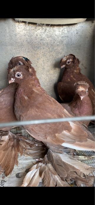 Старопородные на игру.