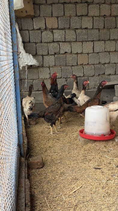 Дакан жужалар тоза зот