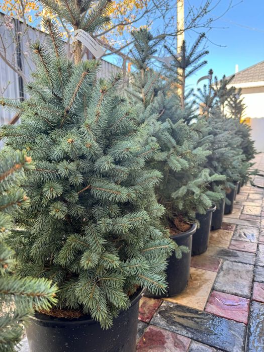 Деревья Елка Ель