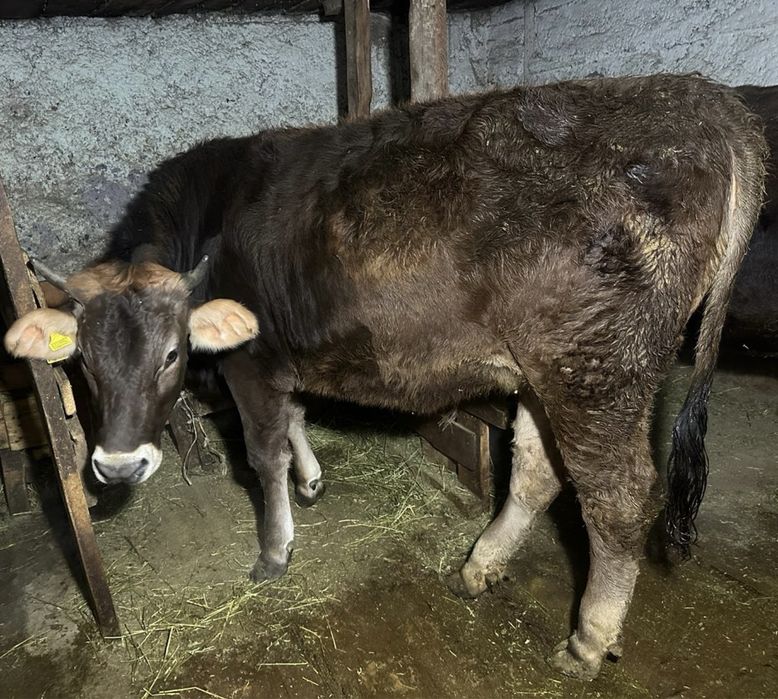 Продам тёлочку .