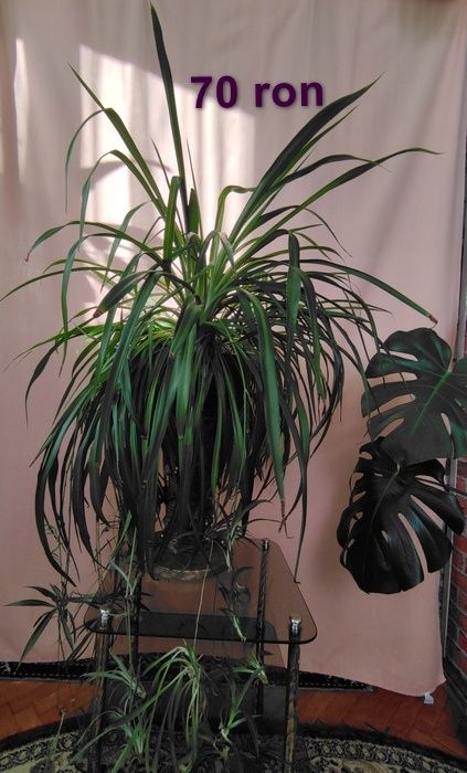Chlorophytum comosum