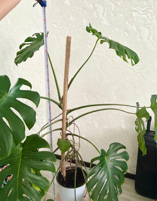 Цветы монстера. 150см