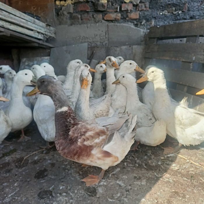 продам утки муларды