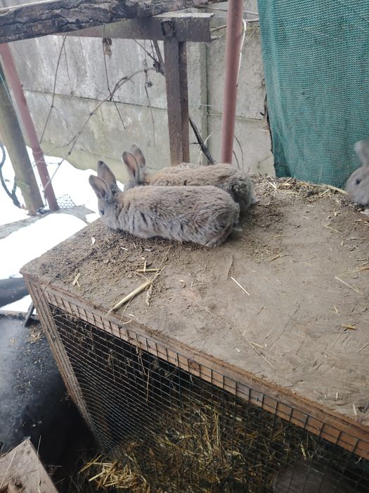 Iepurasi urias german