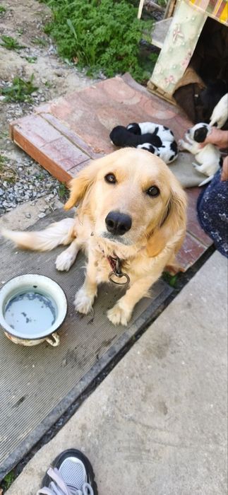 Отдам щенят даром