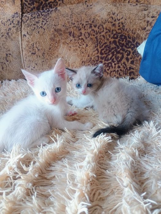 Отдам в добрые руки котят