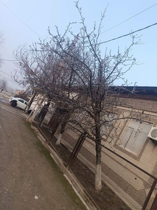 Yongʻoq,Gilos,Nok daraxtlari  sotiladi