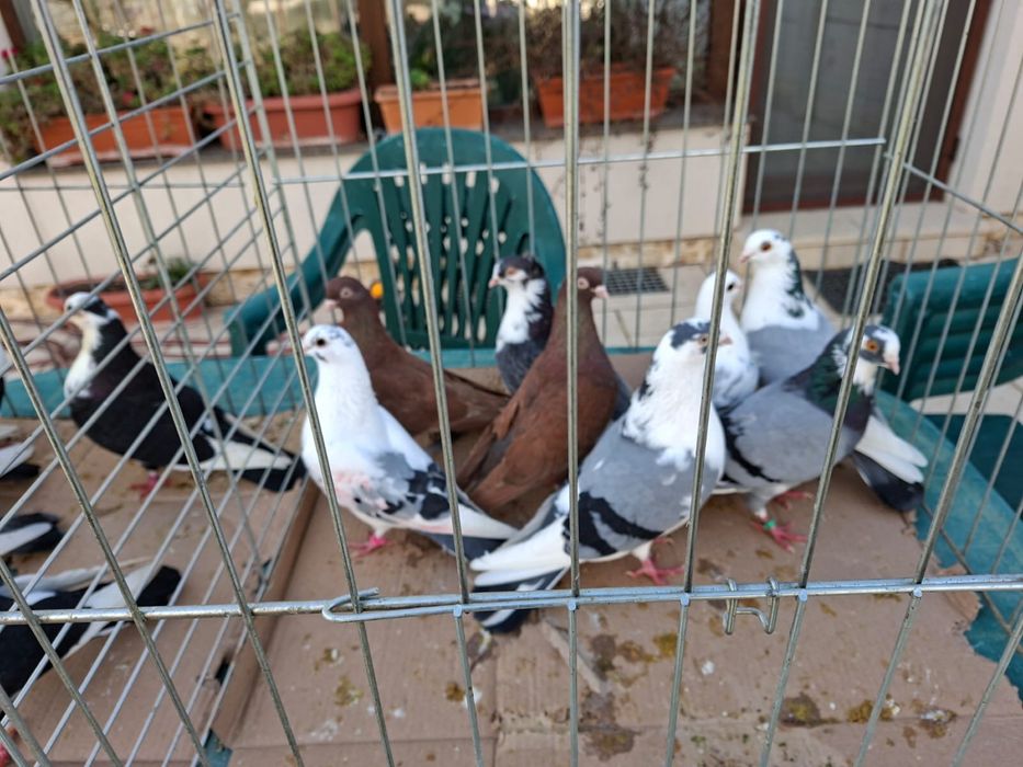 Vand porumbei voiajori capaciti si jucatori de Galati