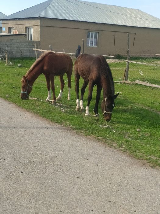 Кунан 2 жасар Сатылады
