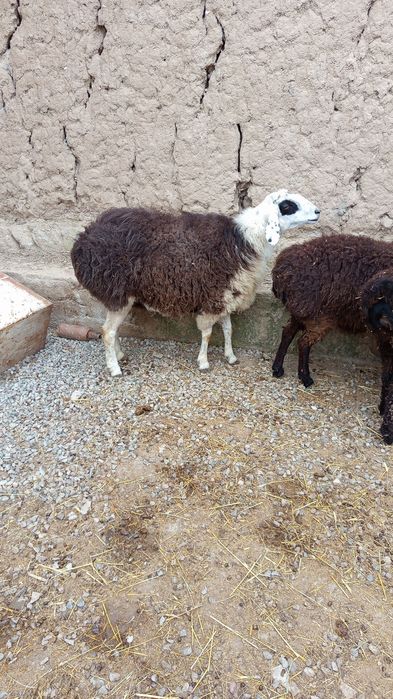 она бу́гоз куйлар сотилади