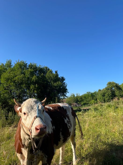 Vaca tanara cu vitel in burta