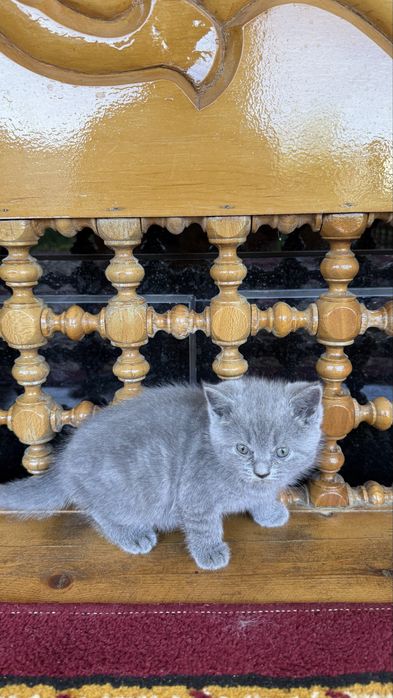 Британские кошки