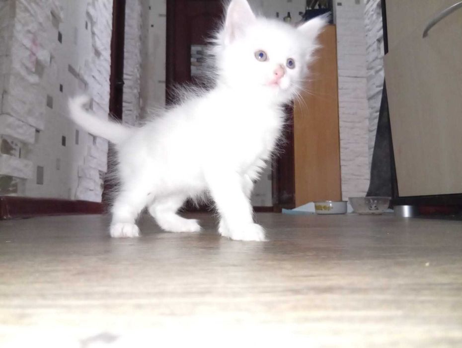 Отдам белого котёнка девочку