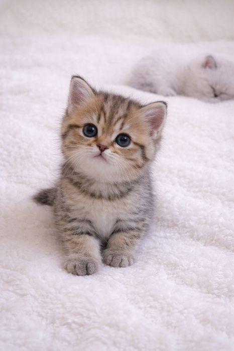 Продется котенка british shorthair. 1.5 месяц