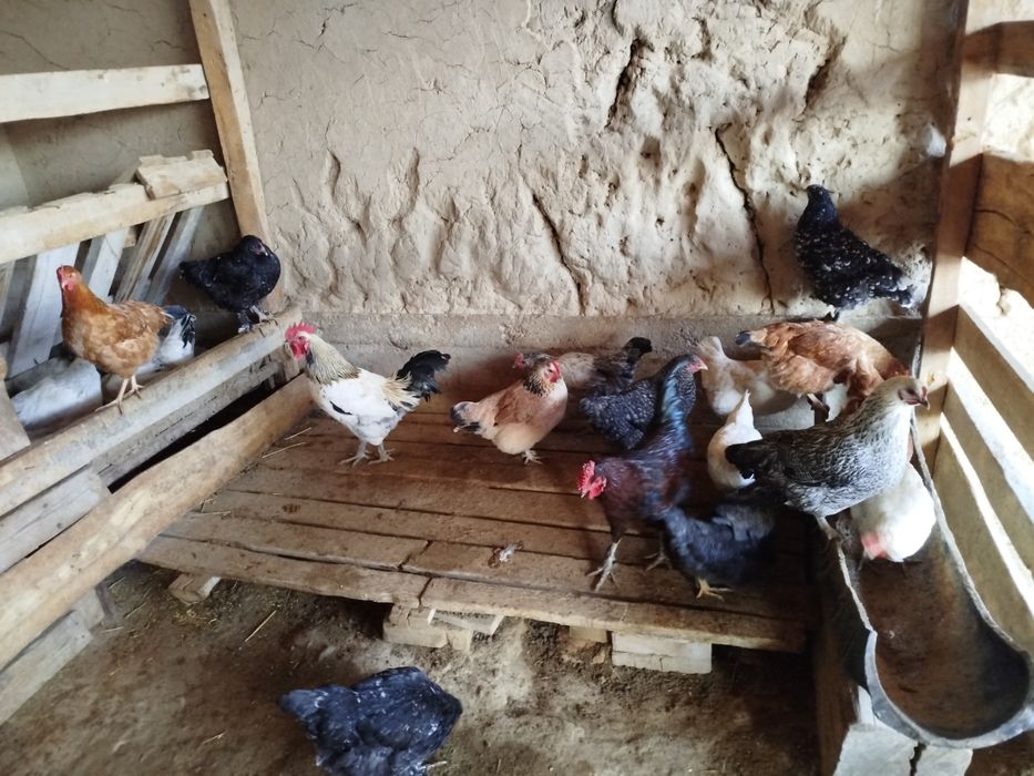 Тауық сатылады .