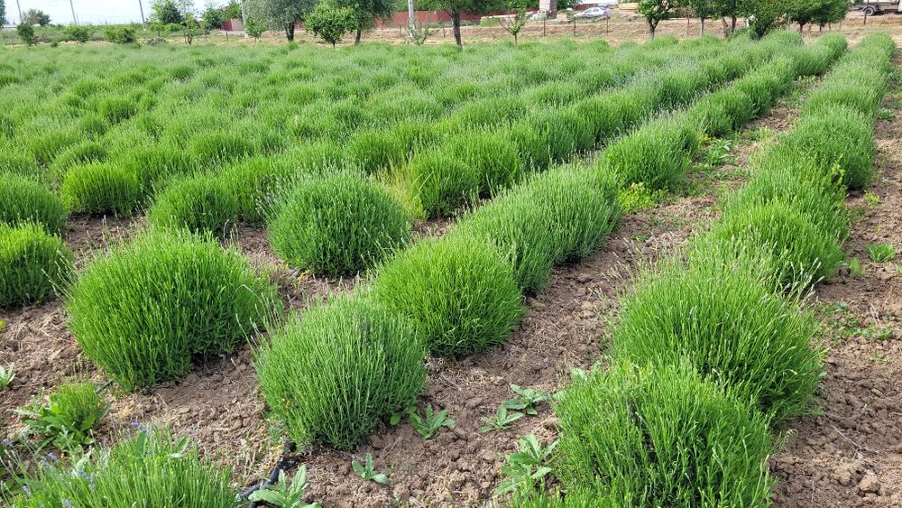 Tufe Lavanda Bucuresti