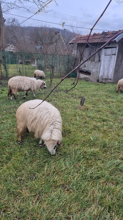 Vând 3 miele(500 buc) și 5 oi stramioare 800 lei buc)